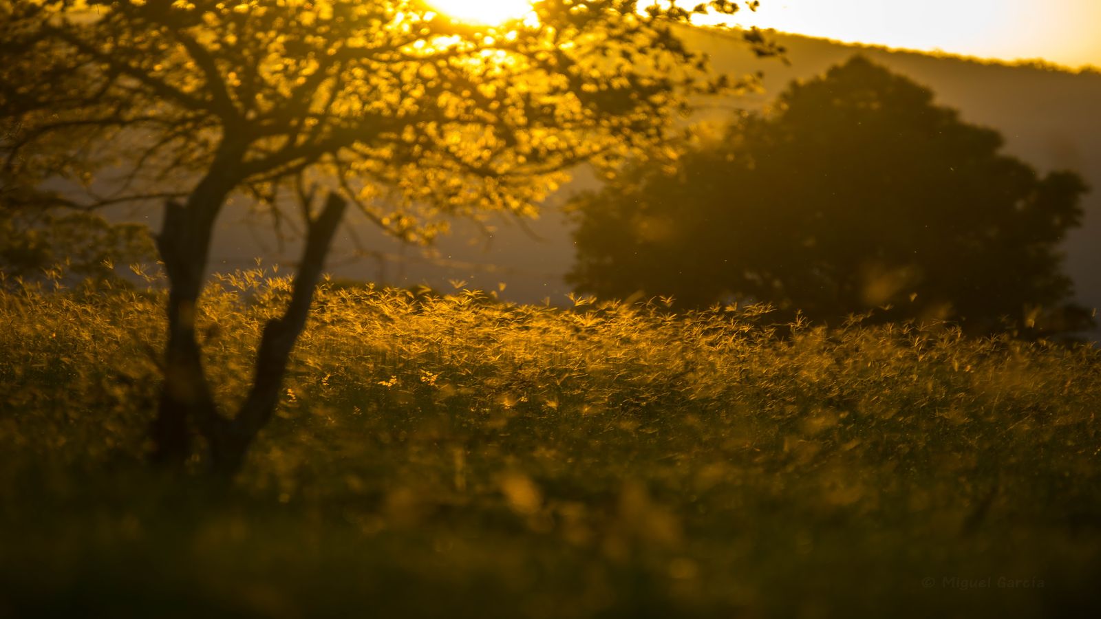 Warm evening light through trees with long shadows across an open field